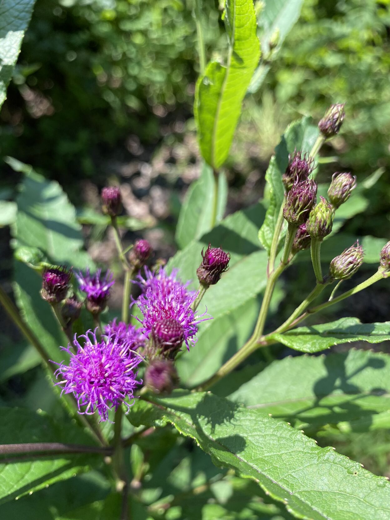 Vernonia noveboracensis or ironweed